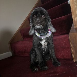 Meet your Posher, John